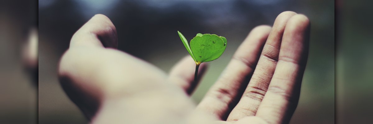 Pflanzenspross Pflanzenspross