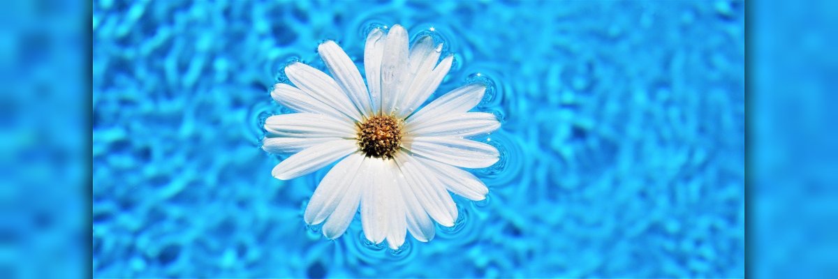 Blume im Wasser