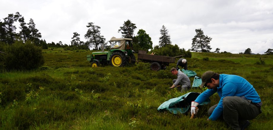 Arbeiten in der Wacholderheide